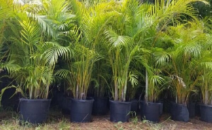 Areca Palm Hedge