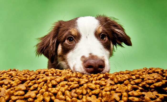 Why Buying Dog Food Online Is the Smart Choice for Busy Pet Owners